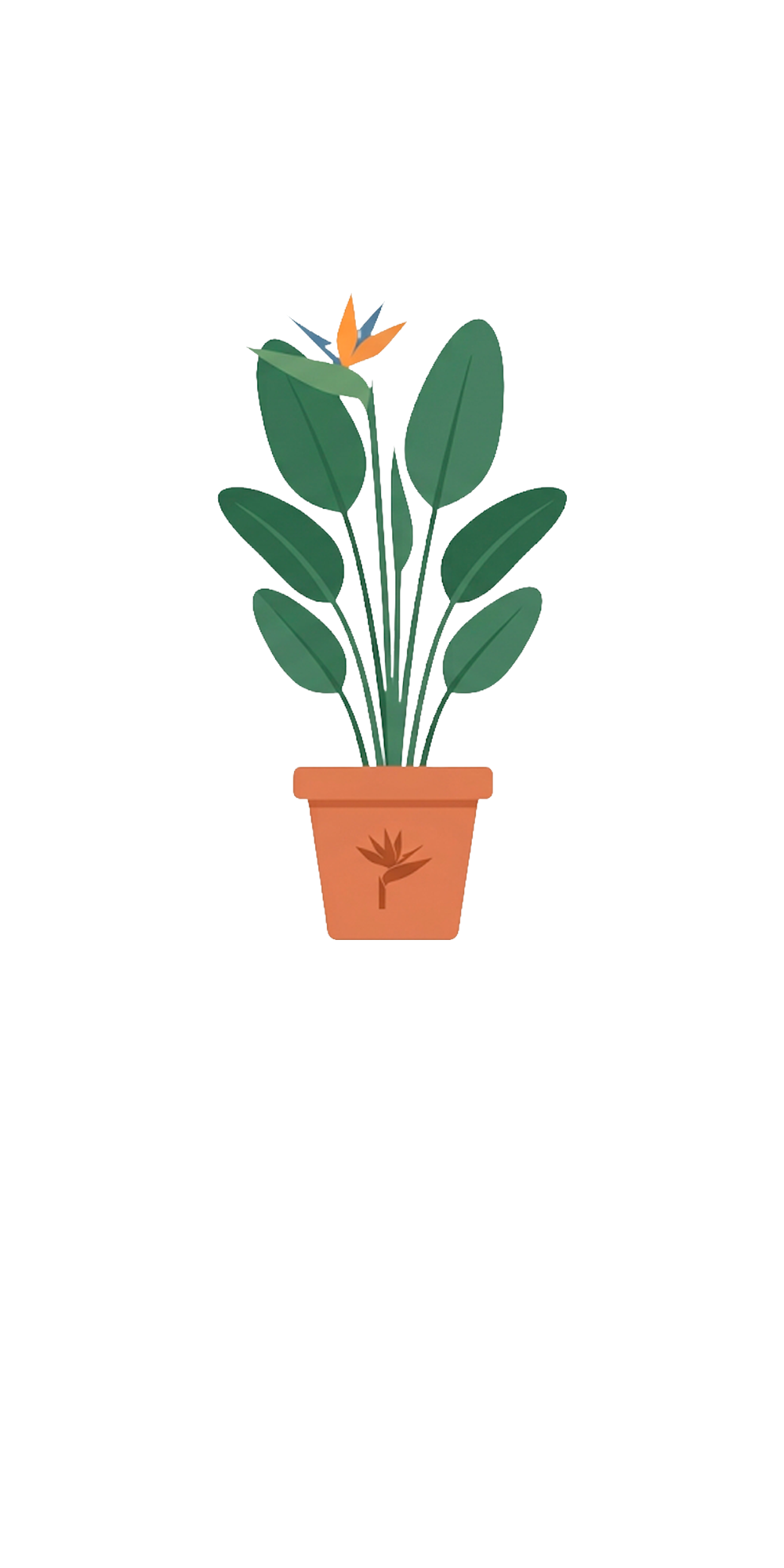 Bird of Paradise