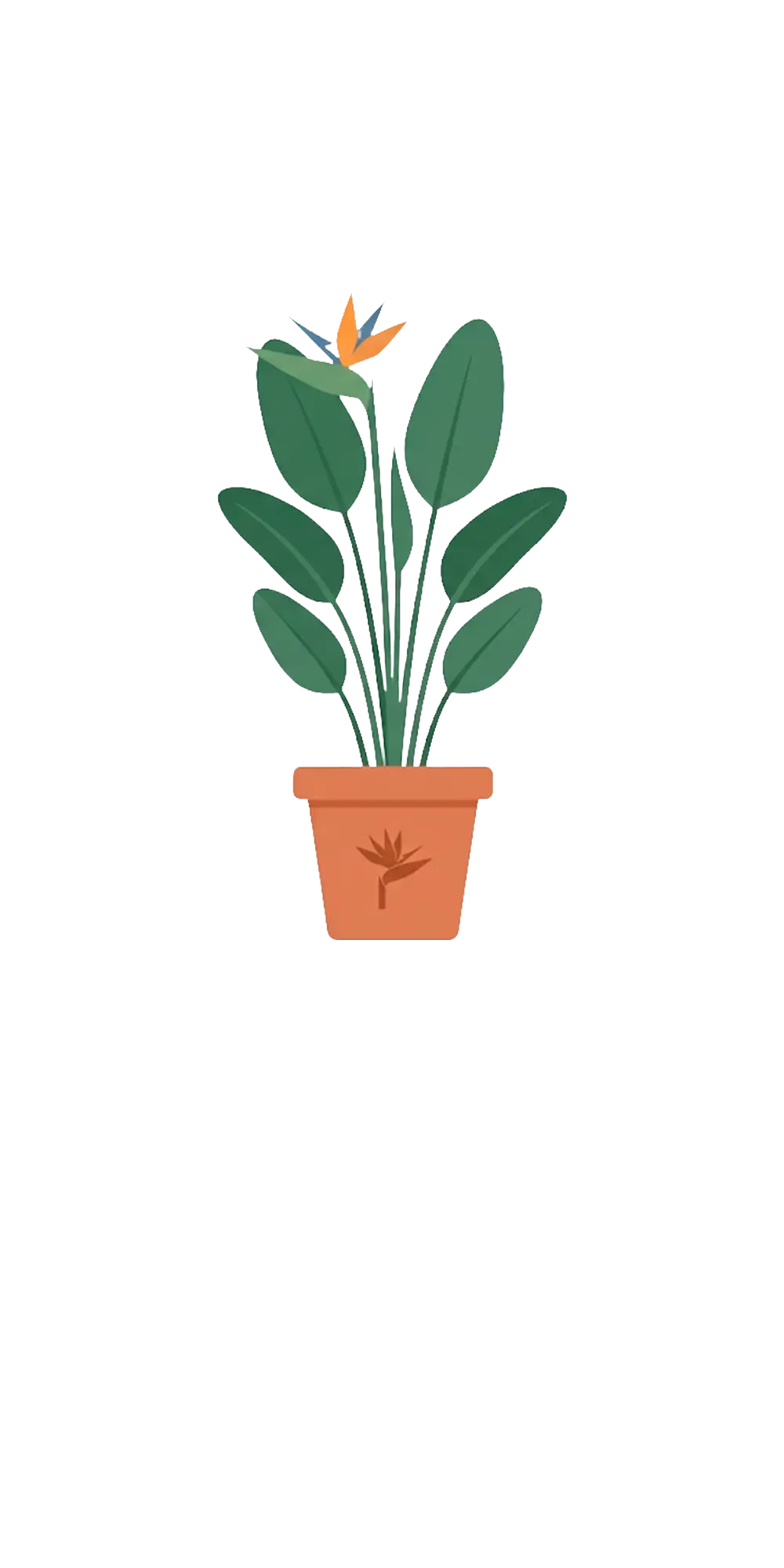 Bird of Paradise