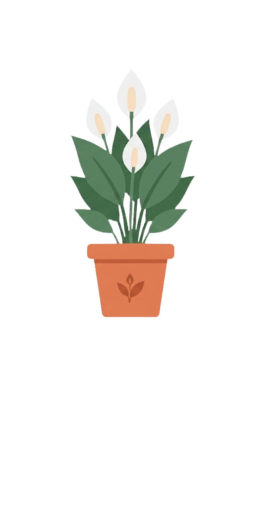 Peace Lily