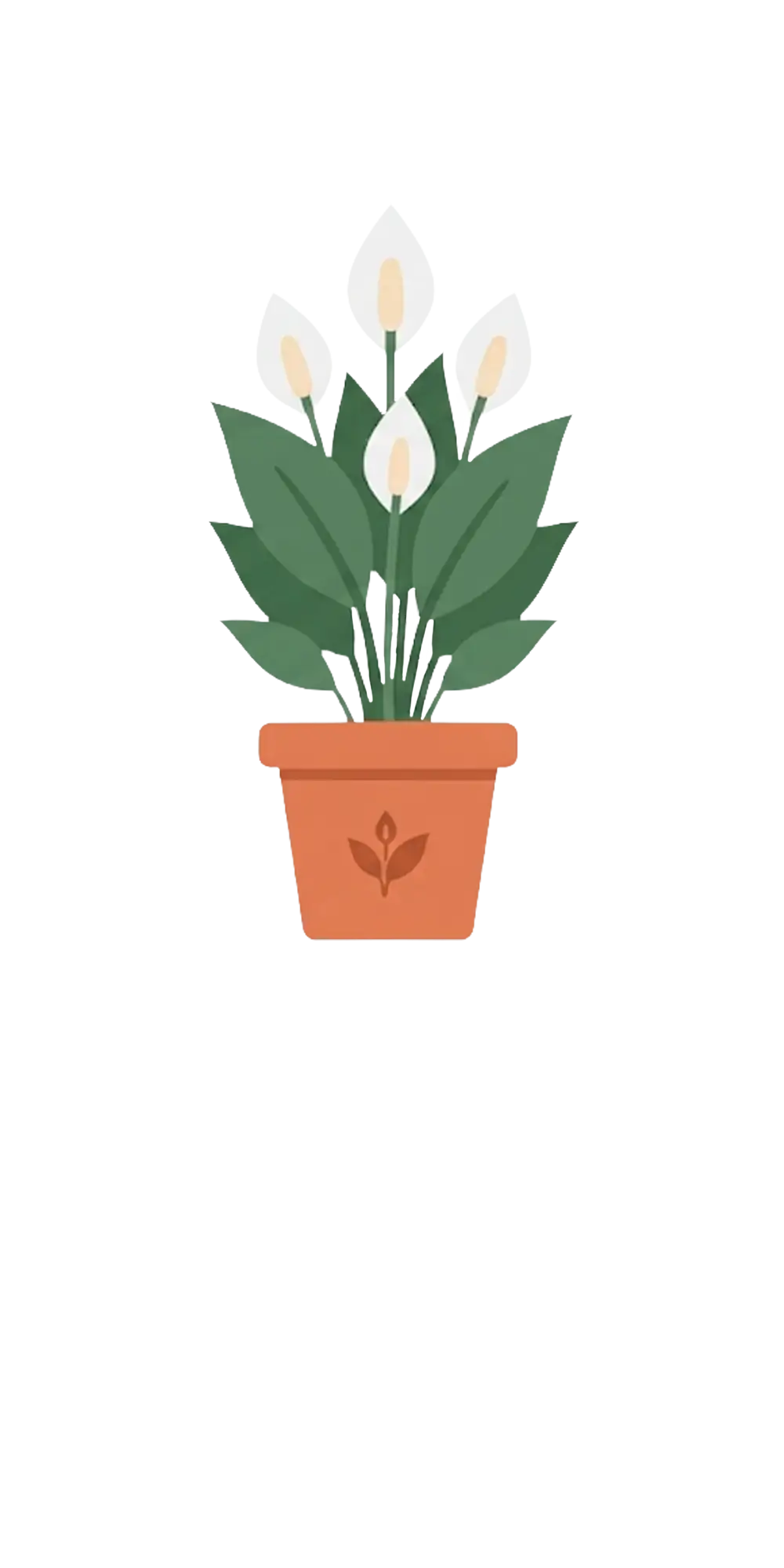 Peace Lily