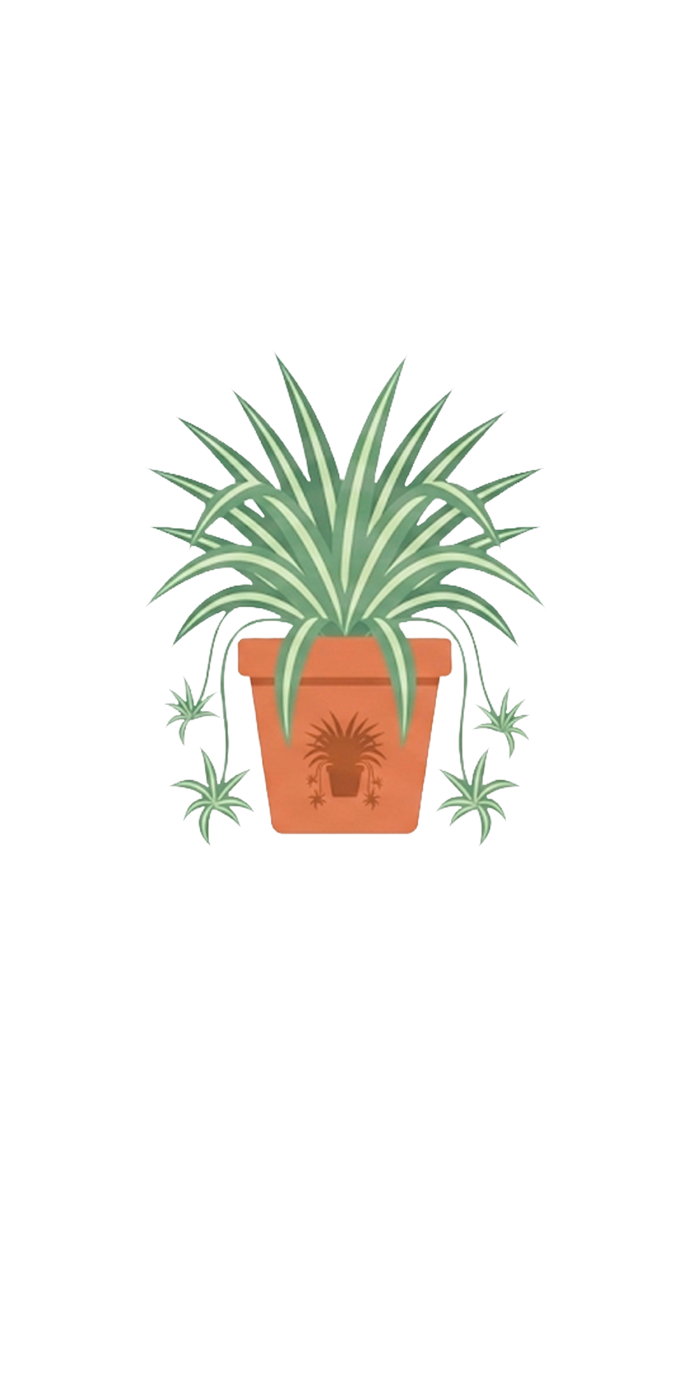 Spider Plant