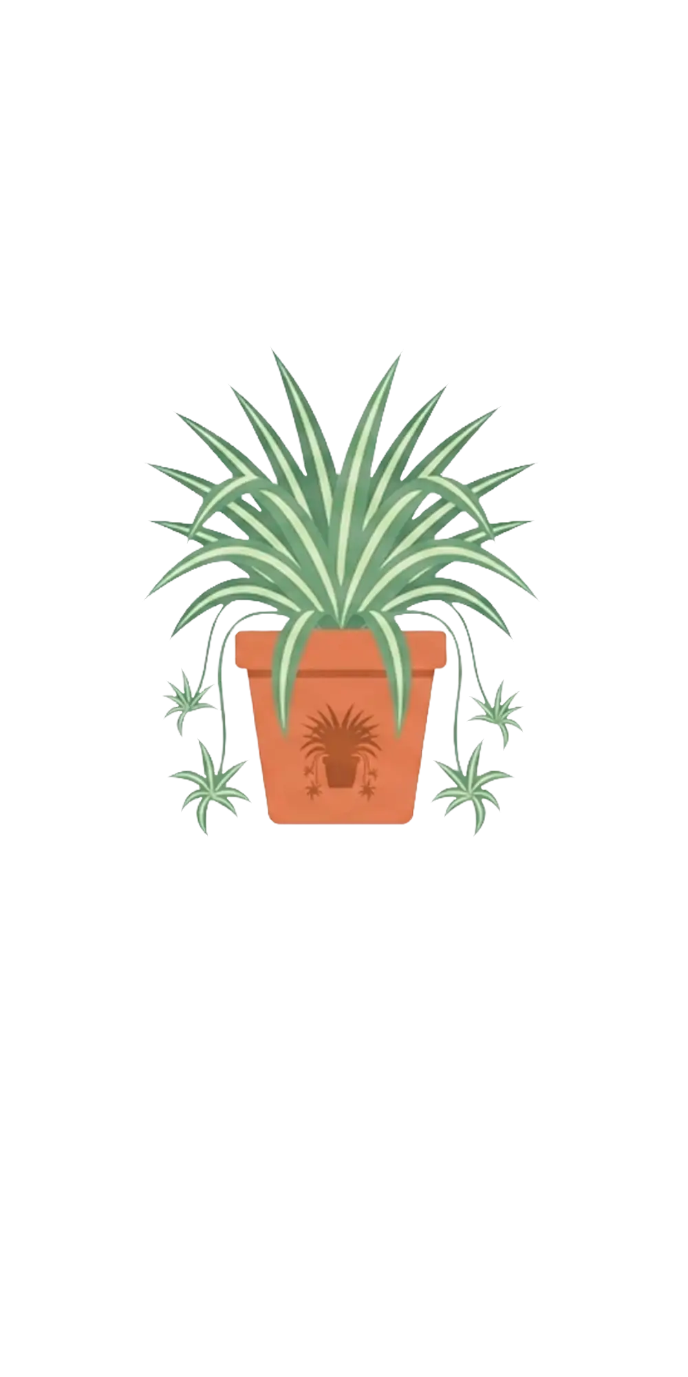 Spider Plant